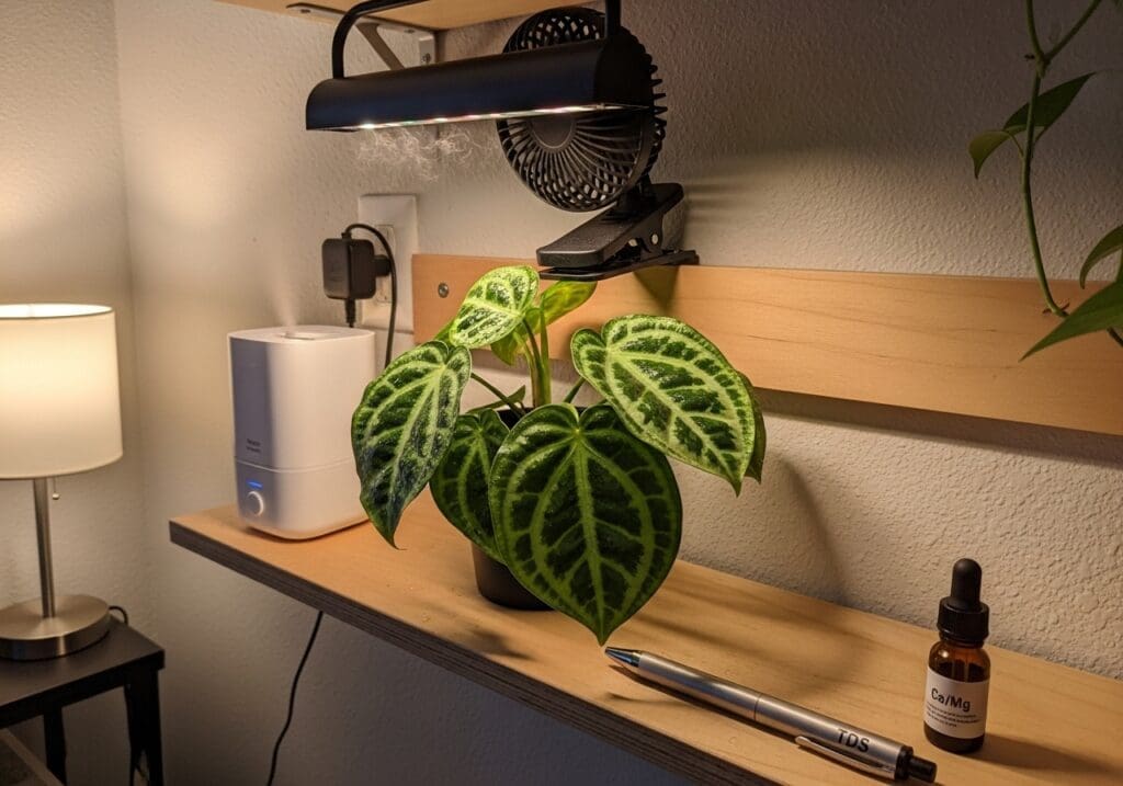 Orbifolia with micro-zone (humidifier bursts) and Ca/Mg kit