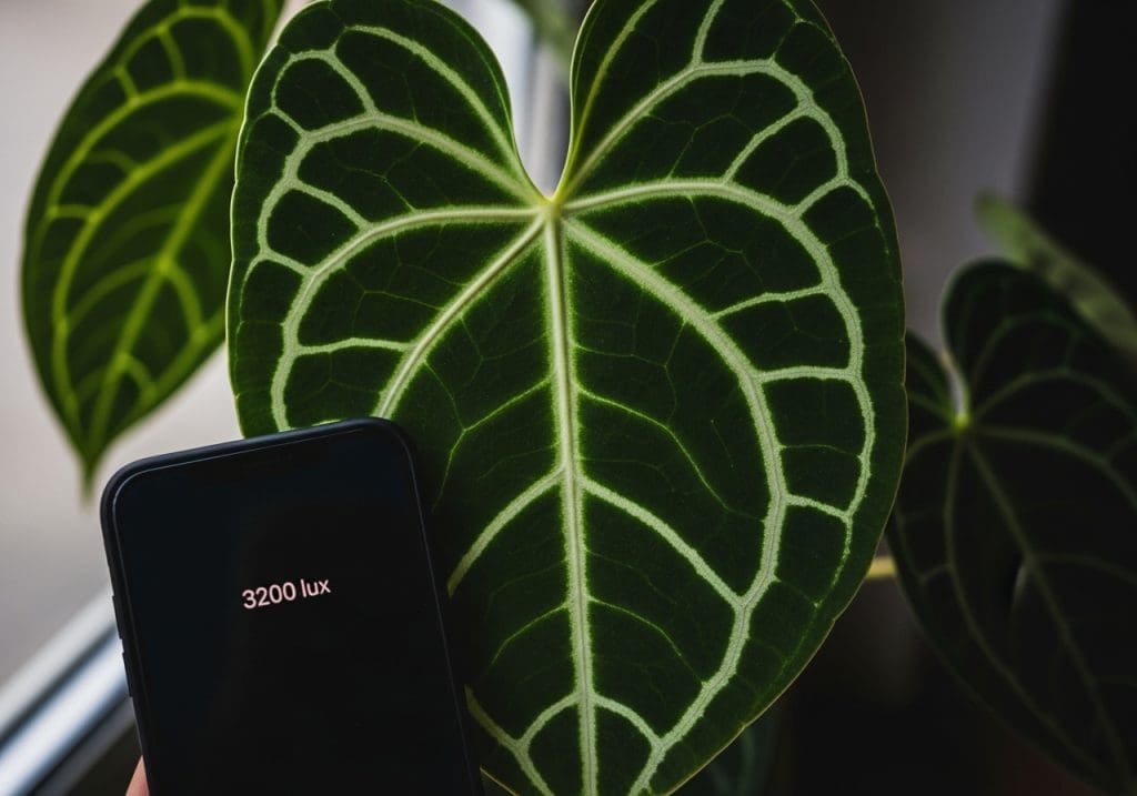 Phone meter reading 3200 LUX at leaf height, east window with sheer