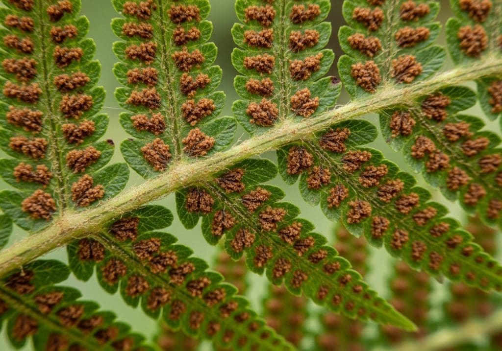 close-up of fern frond with brown spores