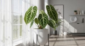 hero image of Anthurium clarinervium in bright, diffused light
